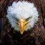 Ozark_Eagle