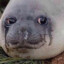 Sadseal ( ͡° ͜ʖ ͡°)