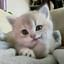 1suzus MeOw