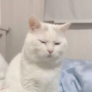 离散型小狗草ii