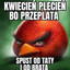 BUJAL_dako (cygan)