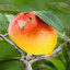 mangobird