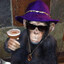 Pimp Chimp