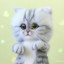 pupsik_meow