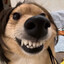 Shibeee