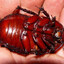BARATA OBESA