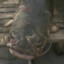 SiegfriedTheCatfish