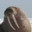 Walrus