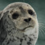 AnExcitedSeal