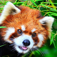 Red Panda