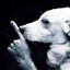 cachorro shiu
