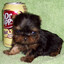 Dr. Pippi