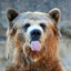 djungelbear