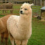 delalpaca