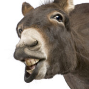 比奇堡悍匪派大星