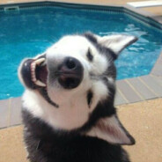 我的枪可是出了名的准