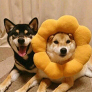 伯乐见了都说好马