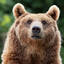 Ursus arctos