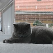Cat Dayton