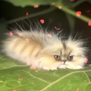 КОТОГУСЕНИЦА