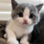 Gatito de tu novia