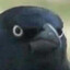 36 Tactical Crows