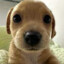 PuppyGirl Hootie