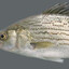 Hybrid Striped Bass