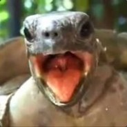 i like turtles