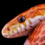 CornSnake