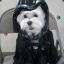 dog vader