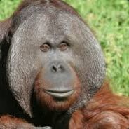 Orangutan