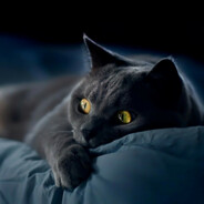 阿猫阿狗的阿猫