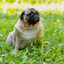 Мопс на лужайке