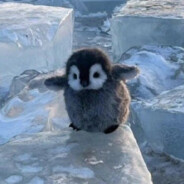 致世上最好的小鸟