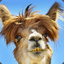 Precious Llama