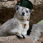 Hyrax