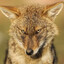 Jackal