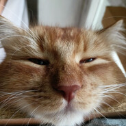 Кузя Лакомкин