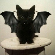 我的猫会后空翻