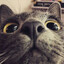 gatitoSolitario :3