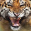 tigerboy