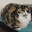 catnuts5