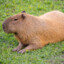 capybara