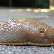 A really big slug