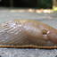 A really big slug