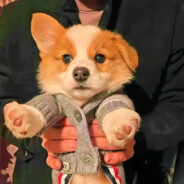 阿言想吃红烧肉