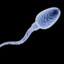 SPERM CELL