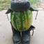 melon