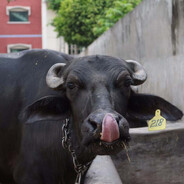 mekha